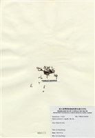 藏品(巢沙菜)的圖片